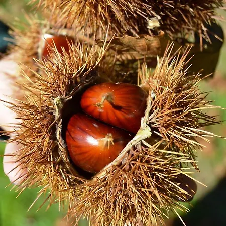 Quinta Da Mata - Turismo De Habitacao Chaves