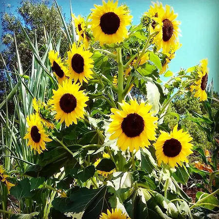 Quinta Da Mata - Turismo De Habitacao Chaves