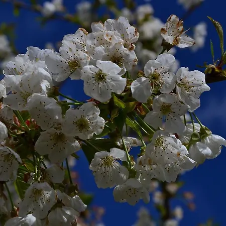 Landhaus Quinta Da Mata - Turismo De Habitacao