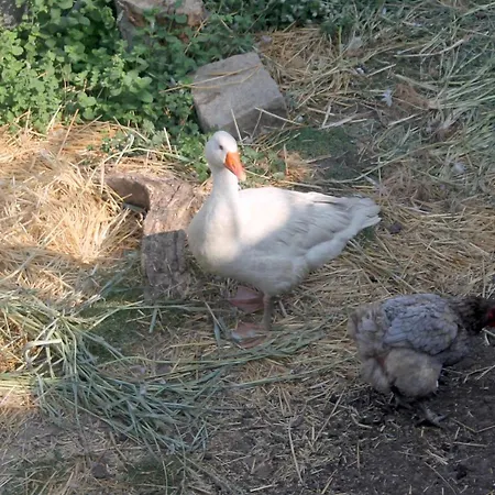 Landhaus Quinta Da Mata - Turismo De Habitacao *
