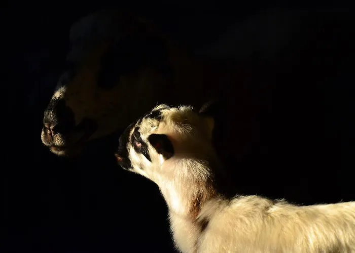 컨트리하우스 Quinta Da Mata - Turismo De Habitacao