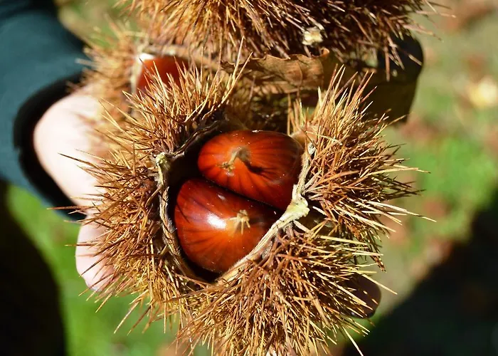 Quinta Da Mata - Turismo De Habitacao Chaves