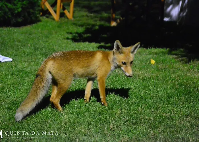Quinta Da Mata - Turismo De Habitacao Landsted
