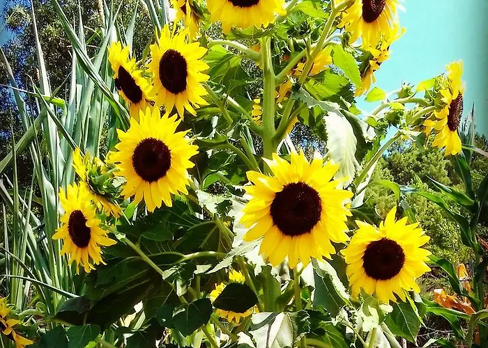 Quinta Da Mata - Turismo De Habitacao 샤베스