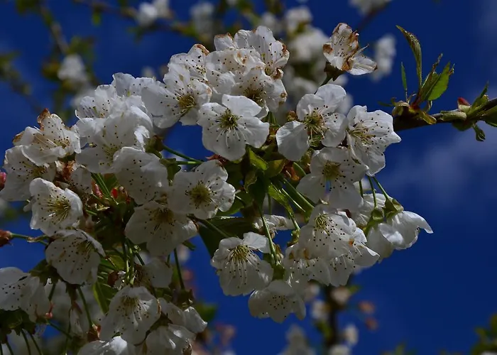 Landsted Quinta Da Mata - Turismo De Habitacao