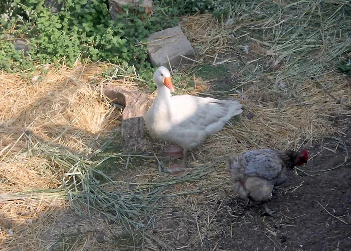 Hétvégi ház Quinta Da Mata - Turismo De Habitacao *